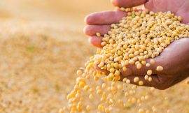 Soja, um segredo para manter a saúde