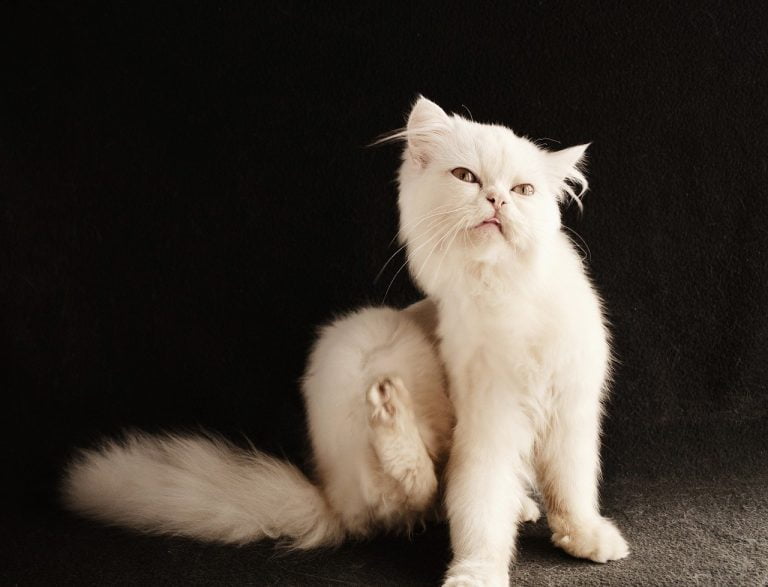 Leia mais sobre o artigo Como acabar com as pulgas e carrapatos em cães e gatos