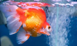 Guia de cuidados com peixinho-dourado