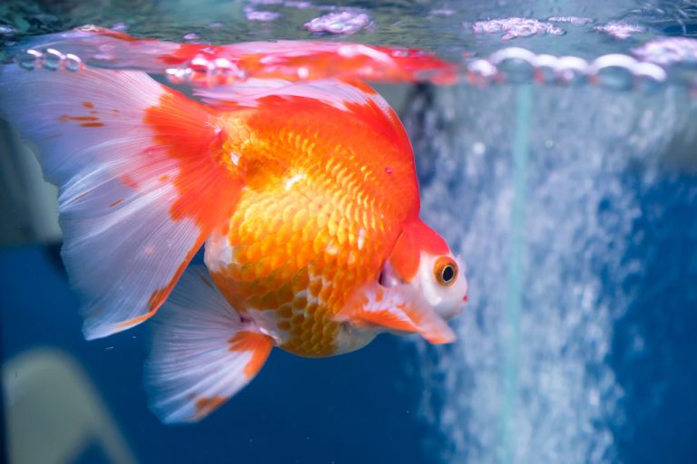 Leia mais sobre o artigo Guia de cuidados com peixinho-dourado