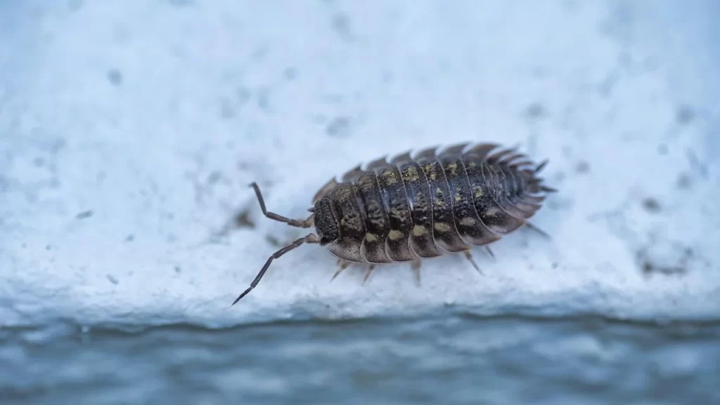 woodlouse 6094204 1280