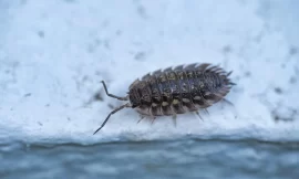 Como tratar piolhos em casa? Tratamento Caseiro Completo