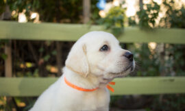 Comportamento animal: identificar as reações do seu pet