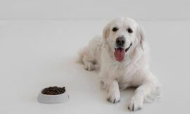 Benefícios de uma alimentação premium para a saúde dos pets
